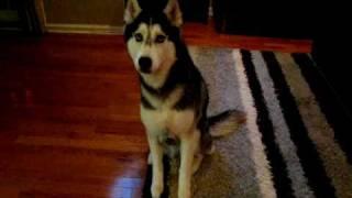 Mishka says "I'm hungry & I want to eat" - Husky Dog Talking