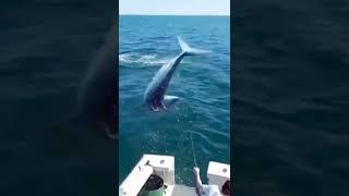 MOMENTO REGISTRADO PELACAMERA PEIXE GIGANTE PULANDO DENTRO DO BARCO