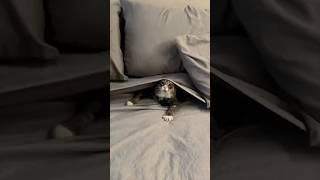 Funniest cats on the internet. 