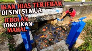 GEMETAR!!! Temukan Puluhan Ikan Hias Termahal Sebesar Ini Jebolan Tampungan Toko Ikan Hias