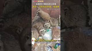 CTWANT 生活趣聞 / 美國男打開路邊垃圾桶　驚見「浣熊家族聚會」看傻眼 #shorts