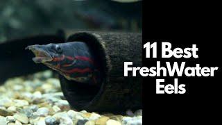 11 Best Freshwater Eel Species You Need to Know 