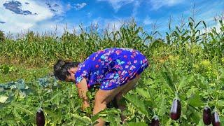 The wife collects vegetables and a huge watermelon. Happy life in the village