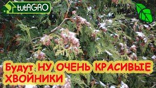 ОЧЕНЬ КРАСИВЫЕ ТУИ БЕЗ ШИШЕК: ЯРКИЕ, ИЗУМРУДНЫЕ, КРАСИВЫЕ, без ЖЕЛТИЗНЫ и СУХИХ ВЕТОК!