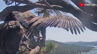 Big Bear Lake eagles take flight