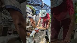 check and clean bees #beehive #honeybeedance