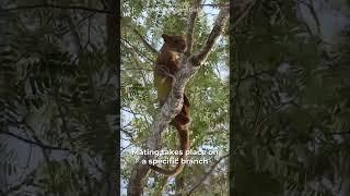 The Weird Mating Ritual of the Fossa | Nature Quest Daily | #shorts #animalfacts #animals