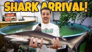 We got a BLACKTIP SHARK for My POND!! (Dangerous)