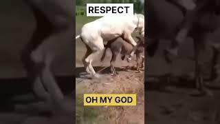 Horse Mating Donkey - Donkeys Breeding - Animals Mating Compilation 2024 #donkeymeeting #shorts