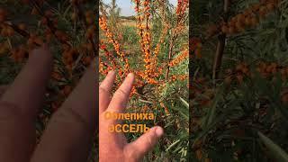 Облепиха Эссель .Самая сладкая облепиха. Десертный вкус.