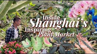 Plant Shopping in China! UNIQUE Houseplants - Interesting Ways to Grow and Display Plants 