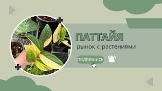 Растения в Тайланде: покупки в Паттайе