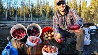Saying Goodbye to Our Dog Bandit | Potato Harvest & Planting Garlic - End of the Garden Season