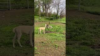 Run Little Girl Run | Charlotte the Cria #alpacas #babyanimals #alpacafarm #farmanimals #shortsfeed