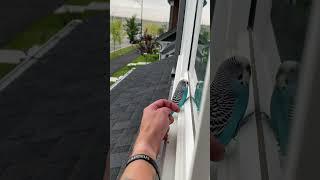 Person is petting a little bird that he found on his windowsill!
