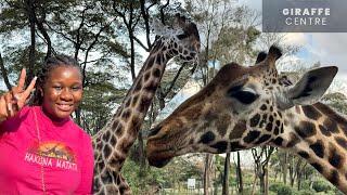 Nairobi's Giraffe Centre