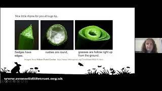 Grass identification with the North Somerset Rewilding Champions