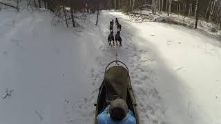 Riding a dog sled in Baikal region / Катание на собачьих упряжках в районе Байкала