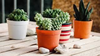 Soothing Music for Succulents, Sweet Relaxation Music - Cactus, Jade, Aloe Vera, String of Buttons