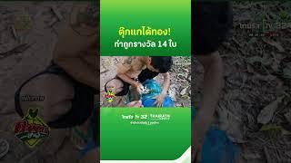 ตุ๊กแกได้ทอง! ทำถูกรางวัล 14 ใบ | ThairathTV
