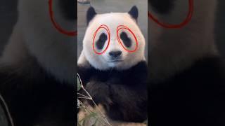  Why Do Pandas Always Look So Sleepy?  #animals #animallife #panda #cuteanimals
