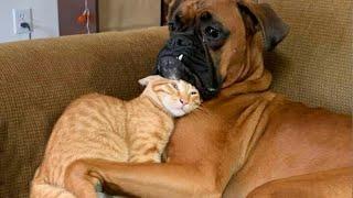 CATS AND DOGS Awesome Friendship - Funny Animal Videos 2023 