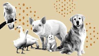 ¿Qué es la ZOOFILIA o BESTIALISMO?