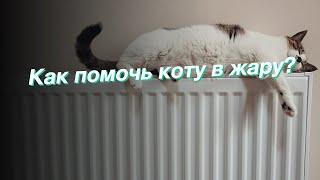 Как помочь коту в жару?