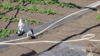 10.04.19. Такла своеобразная порода голубей.  Takla is a peculiar breed of pigeons.