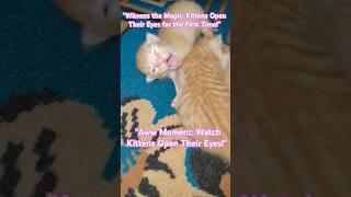 #cat #catlife  #KittensFirstLook #AdorableKittens  #KittensOpeningEyes #BabyKittens #KittenJourney
