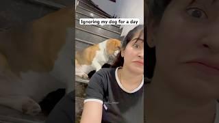Ignoring my dog for a day