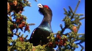 Capercaillie, Hunting in Romania, Jakt i Rumänien, Jakt i Romania, Jagt i Rumænien, Jagd in Rumänien