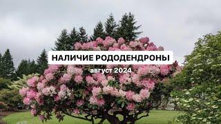 НАЛИЧИЕ РОДОДЕНДРОНЫ | август 2024