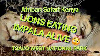 African Safari LIONS EATING IMPALA ALIVE, Tsavo West National Park, Kenya