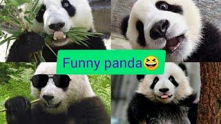 Panda Zoo picture