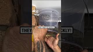 How to remove a wasp's nest           : Instagram / the__handyman_can