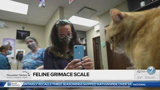 Social Scene: Feline Grimace Scale