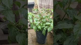 Cabai potong Pucuk sudah mulai keluar bunga #cabai #gardening #urbanfarming