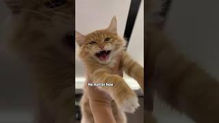 Kitten with injured leg.-2#animals #kitten #cat #rescue #healing #fyp #shorts #youtubeshorts