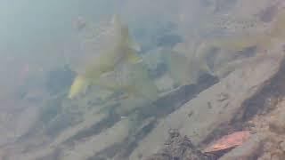 Fishing in Ireland underwater footage in a tiny stream full of trout