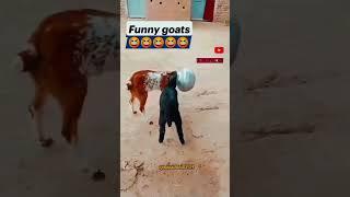 FUNNY GOATS#funnyvideo#viral#trending#videoshort#subcribe#share with lots of View ️