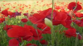 Love Story - Richard Clayderman