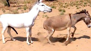 donkeys full power mating in forest #donkey #mating #animals #wildanimals