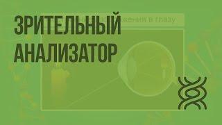 Зрительный анализатор. Видеоурок по биологии 8 класс