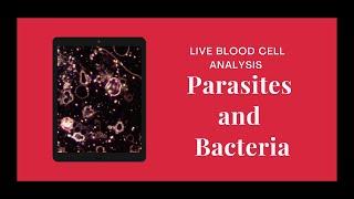 Parasites and bacterias in Live Blood!