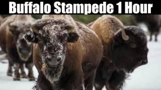 Buffalo Stampede - 1 Hour