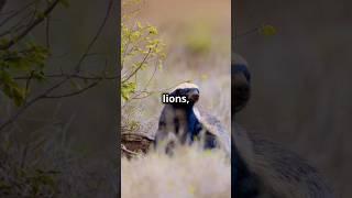 This is Why Honey Badgers are So Tenacious #shorts #animal #wildlife