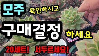 두가지를 하나의 가격으로 준비했습시다 /용마루창다육 판매영상/ 20세트 /모주보시고 결정하셔야 후회없으십니다