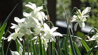 Narcissus 'Thalia' - FarmerGracy.co.uk