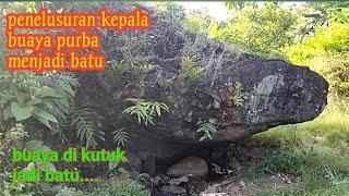 penylusuran kepala buaya purba menjadi batu...